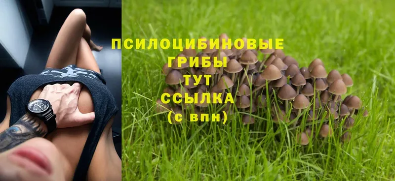 Галлюциногенные грибы Psilocybine cubensis  Кирс 